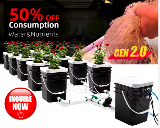 Competitive Price Hydroponic Grow Room Recirculating Hydroponic Pot Growing System Dwc Factory Supply