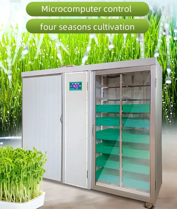 1500Kg/Day Fodder Hydroponic System For Barly Growing