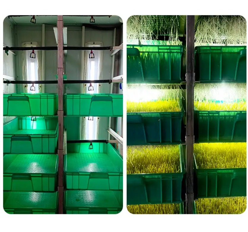 1500Kg/Day Fodder Hydroponic System For Barly Growing