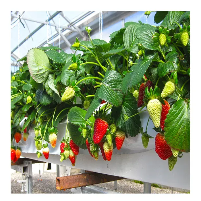 Multi-span Tunnel  Hydroponics Plastic Greenhouse