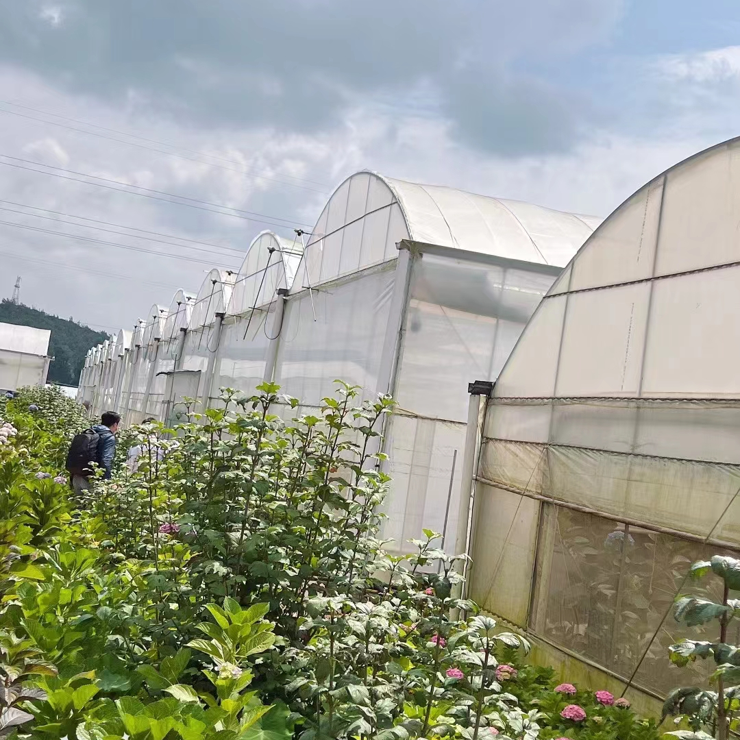 Multi-span Tunnel  Hydroponics Plastic Greenhouse