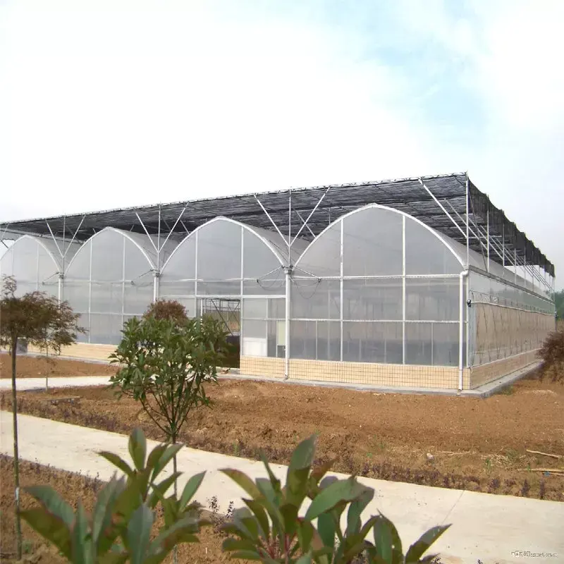 Multi-span Tunnel  Hydroponics Plastic Greenhouse