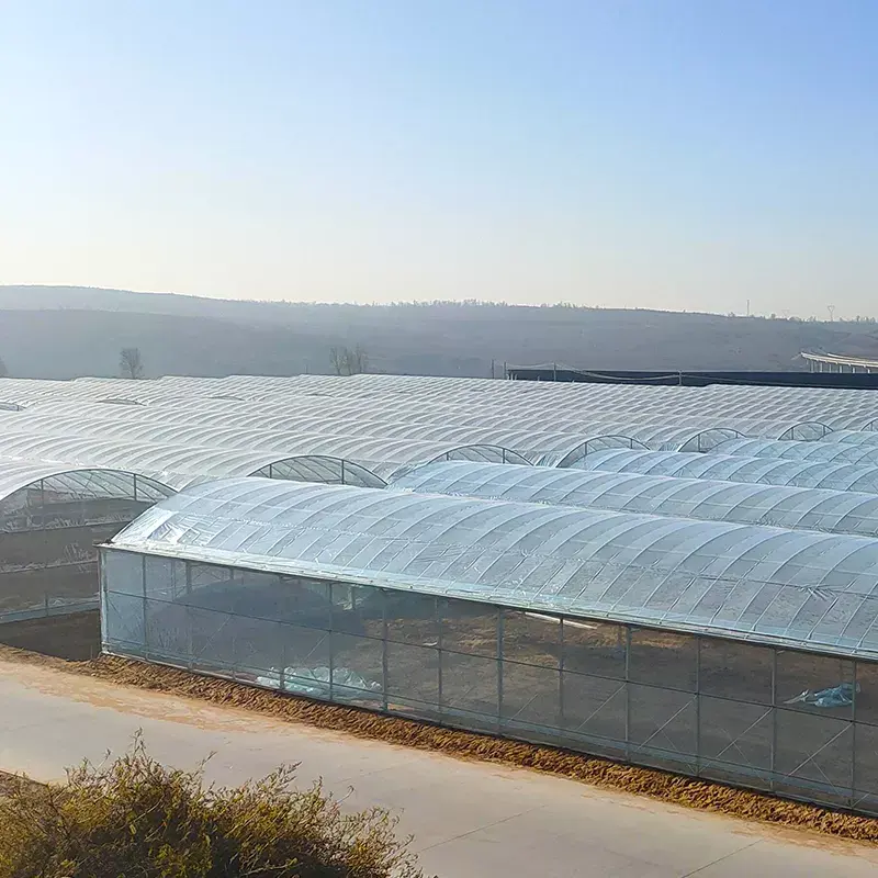 SQ-2 Tunnel Greenhouse