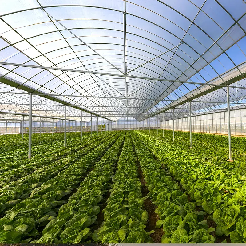 Agricultural Commercial Industrial Plastic Film tunnel Greenhouse Supporting System