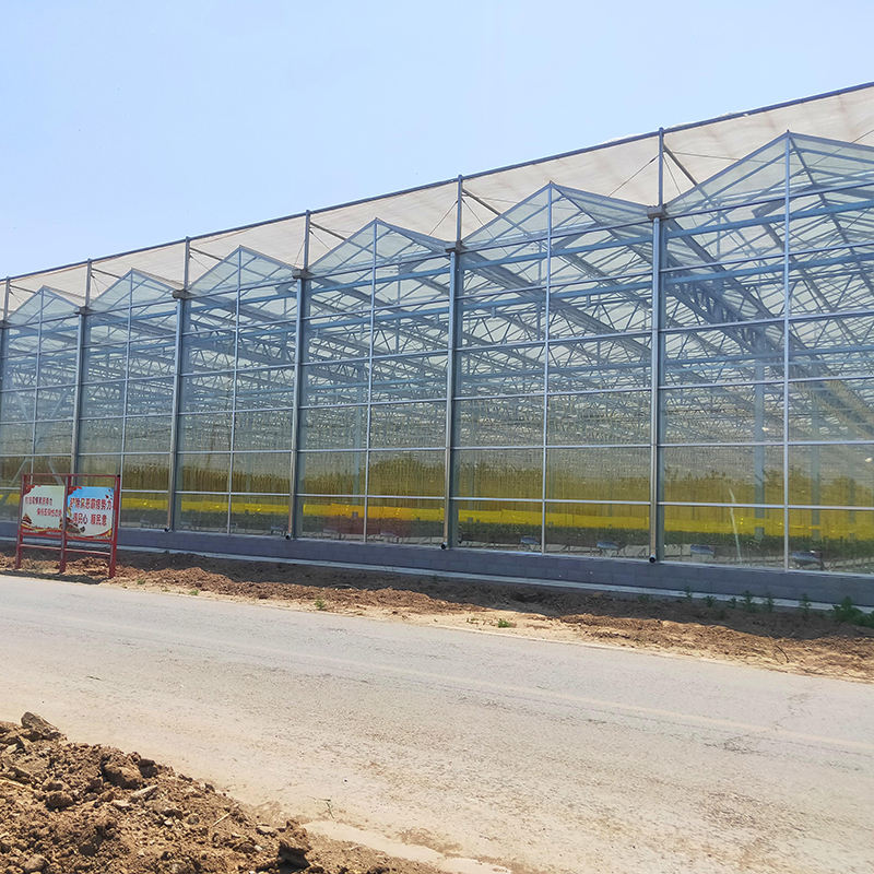 Tempered Multi-span Glass Greenhouse Pellet