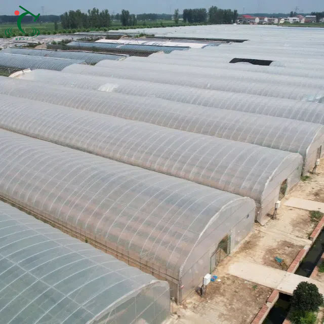 Single Span Breeding Film Greenhouse for Shrimp