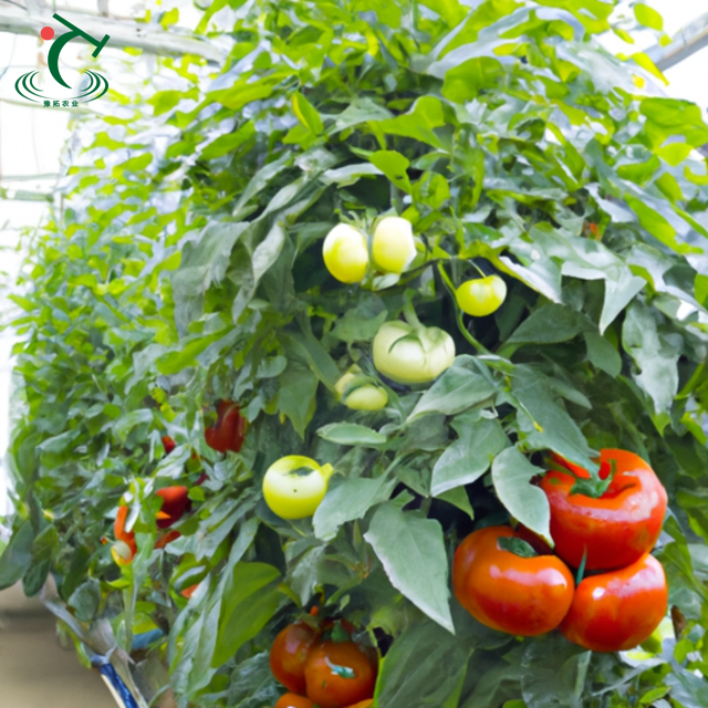 Agriculture Tomato Horticulture Multi Span Green House Metal Frame