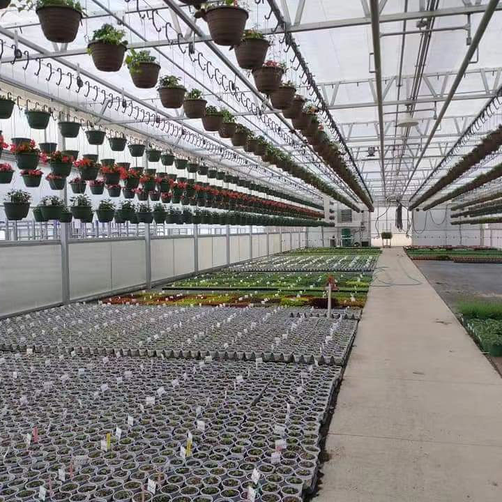 Agriculture Tomato Horticulture Multi Span Green House Metal Frame