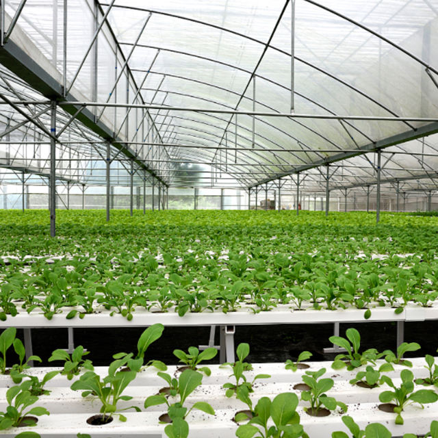 PVC Channel Growing Systems for Farm Cultivation (Type: 2M-NFT)