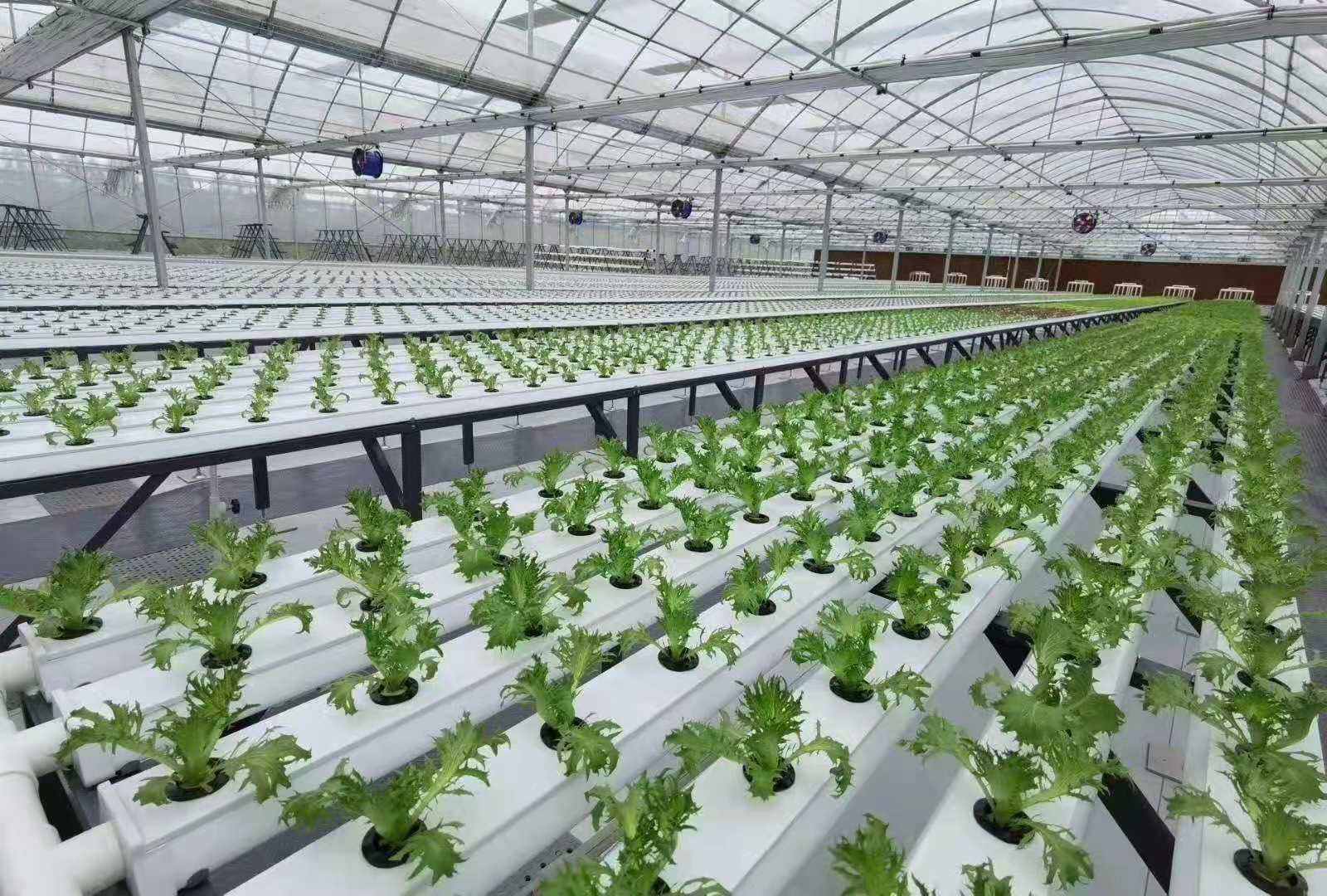 Lyine Vertical Hydroponic Flat Horizontal NFT System