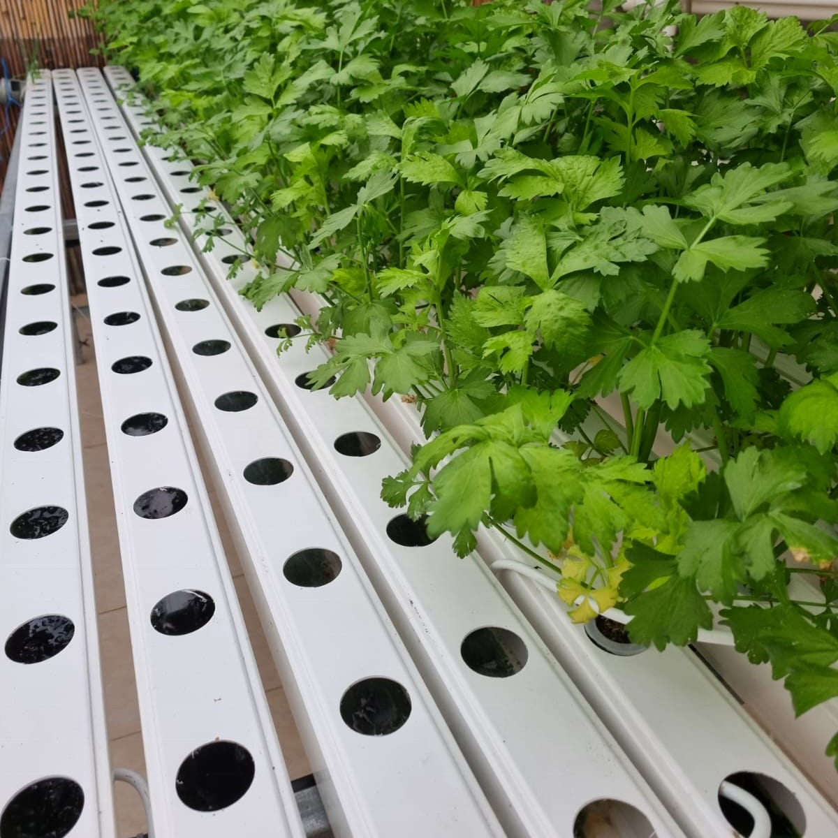 Strawberry Growing Systems Hydroponic Trough Plastic NFT Trays Growing System