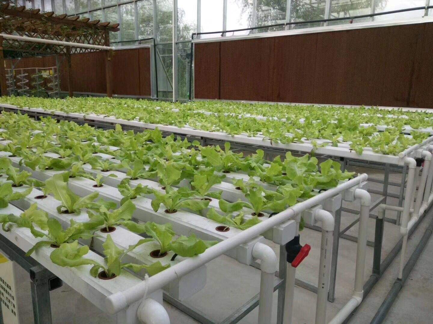 Strawberry Growing Systems Hydroponic Trough Plastic NFT Trays Growing System