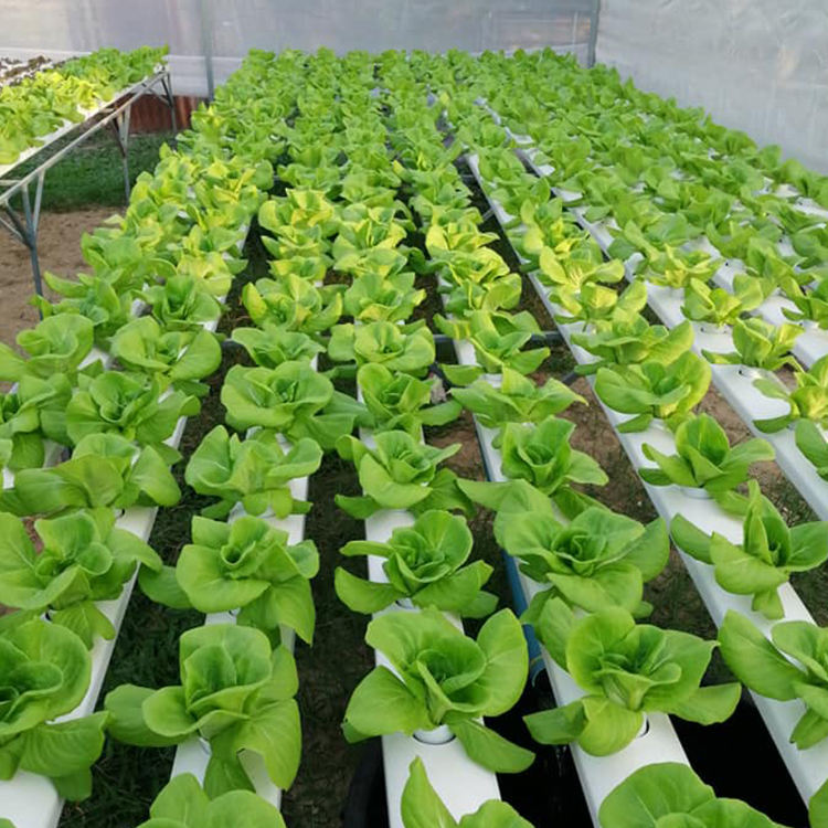 Lyine Indoor Farming Lettuce Nft Hydroponic Agricultural Products Nft Gully for Leafy Vegetables