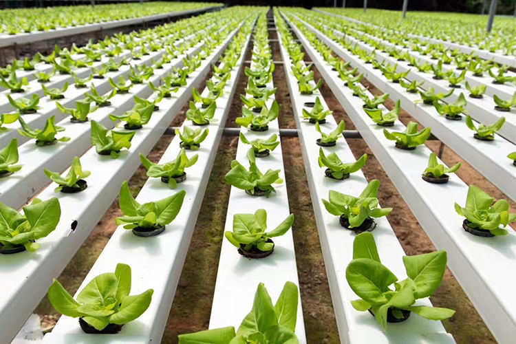 Lyine Indoor Farming Lettuce Nft Hydroponic Agricultural Products Nft Gully for Leafy Vegetables