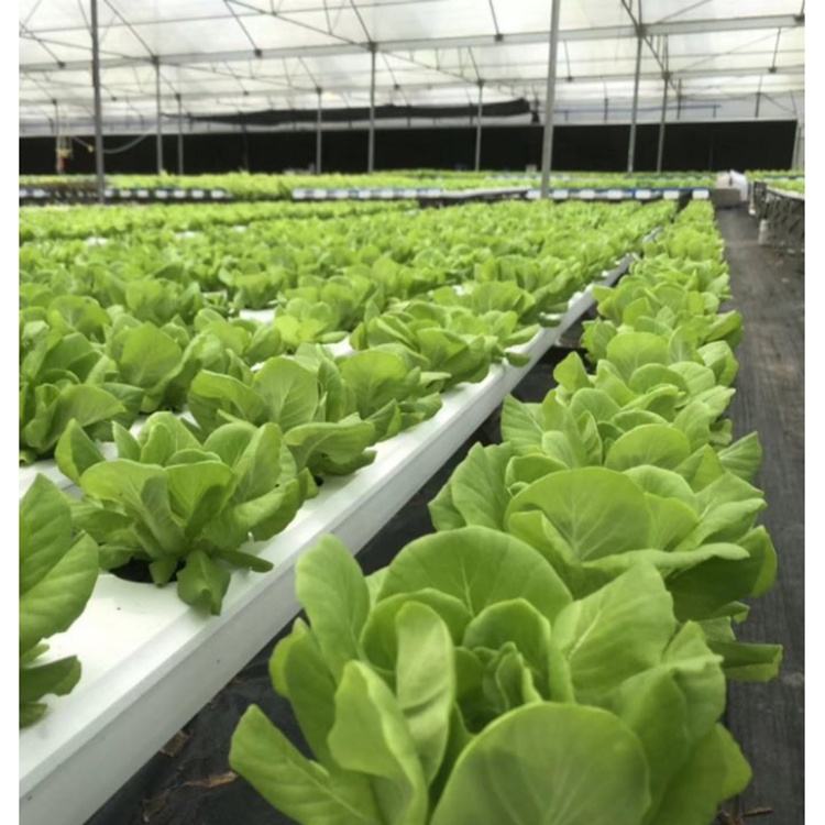 CE Certification Support Greenhouse Hydroponics Nft Channel Wholesale Table Type Nft Hydroponic System