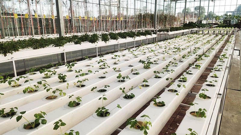 CE Certification Support Greenhouse Hydroponics Nft Channel Wholesale Table Type Nft Hydroponic System