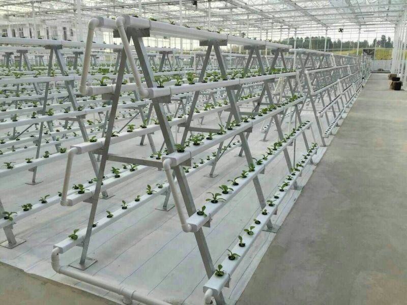 Hydroponic Growing Systems (Model Code: HG-002)