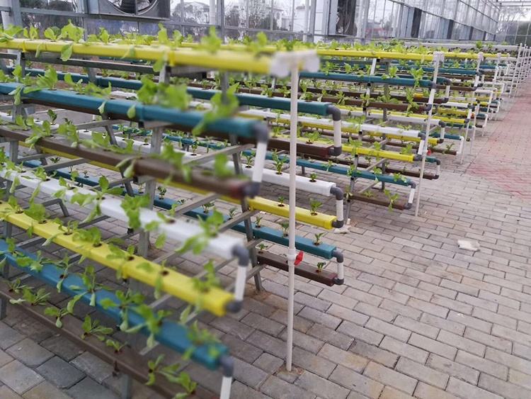 Hydroponic Growing Systems (Model Code: HG-002)