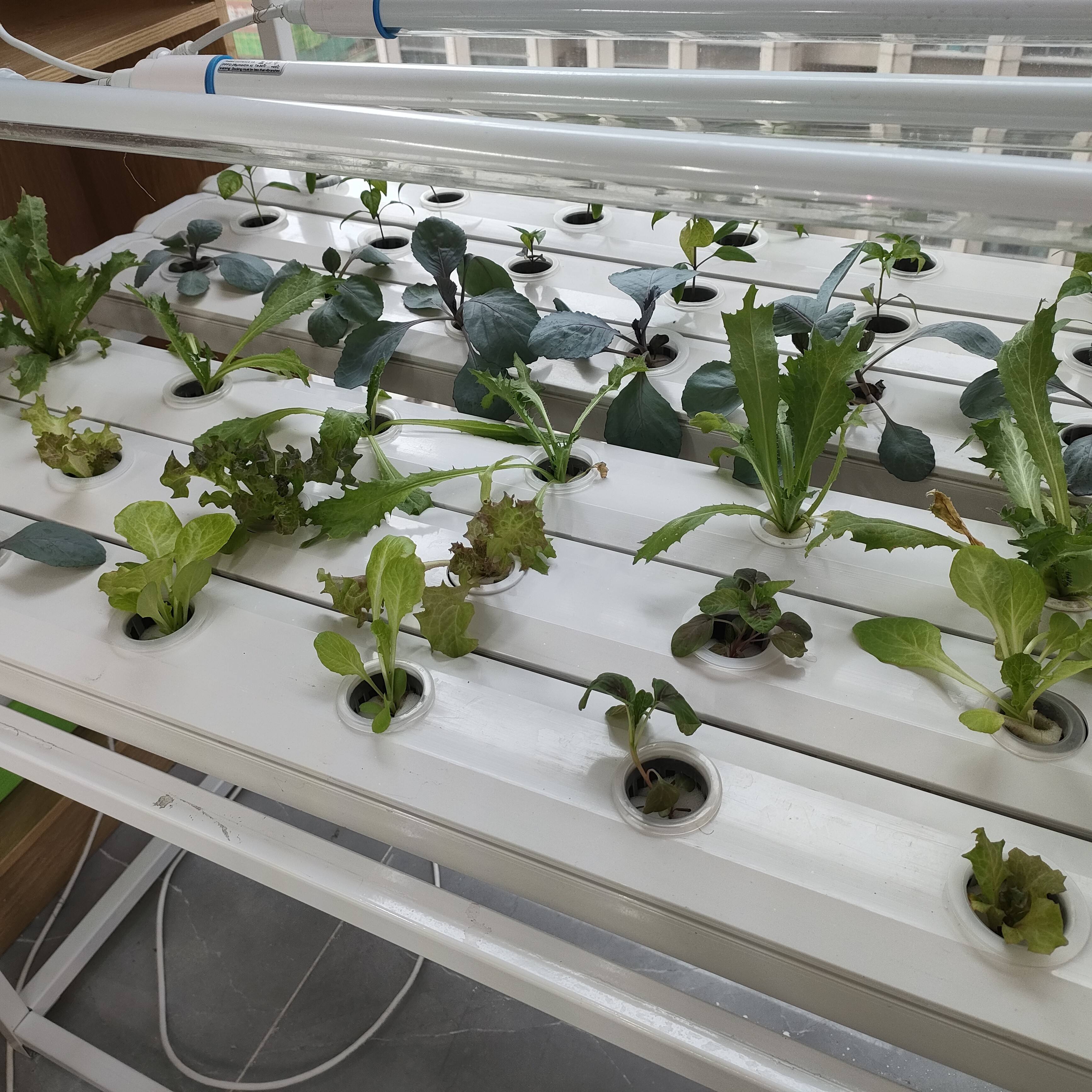 NFT Hydroponic System (Model Code: NFT-008)