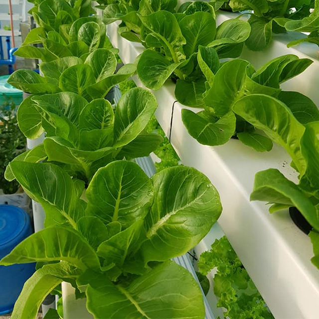 Hydroponic Growing Systems (Model Code: NFT-011)