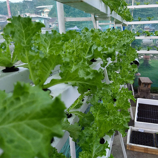 Hydroponic Growing Systems (Model Code: NFT-011)