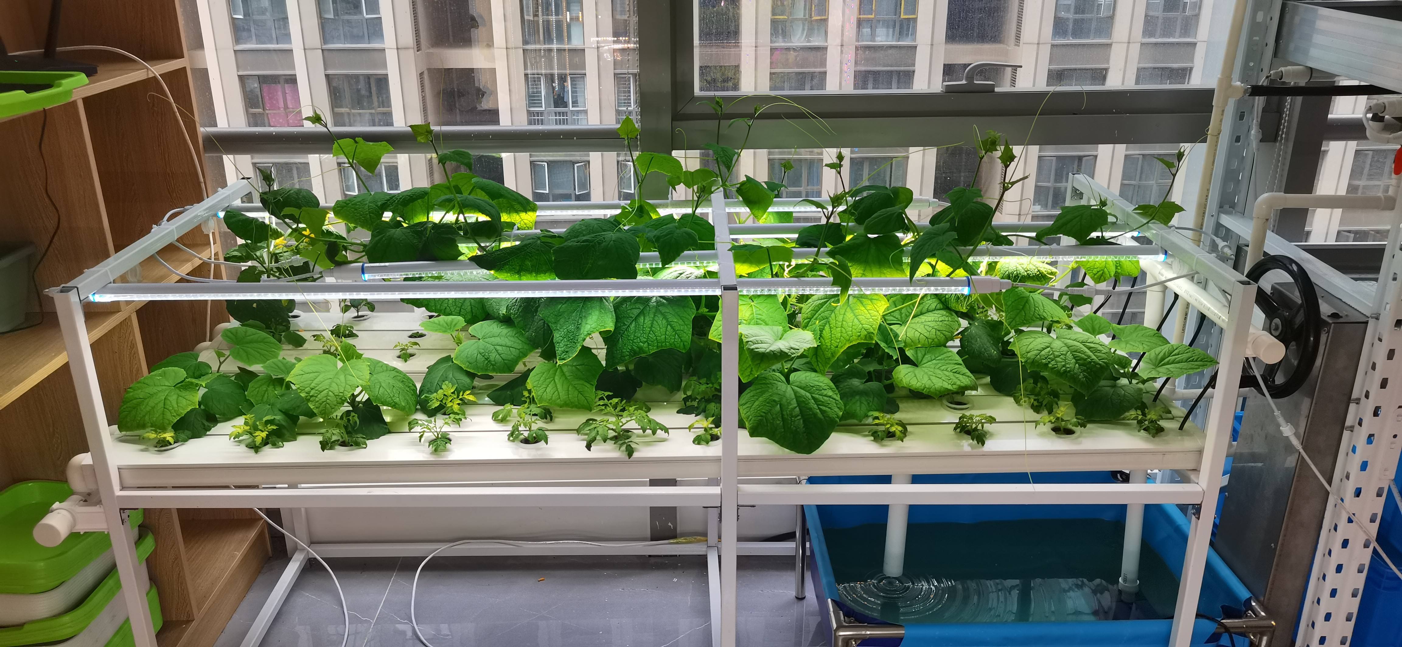 Hydroponic Growing Fodder (Model Code: FOD-016)