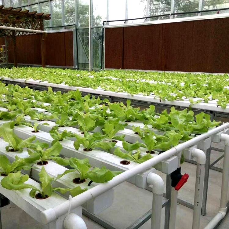 Hydroponic Growing Systems (Model Code: NFT-034)