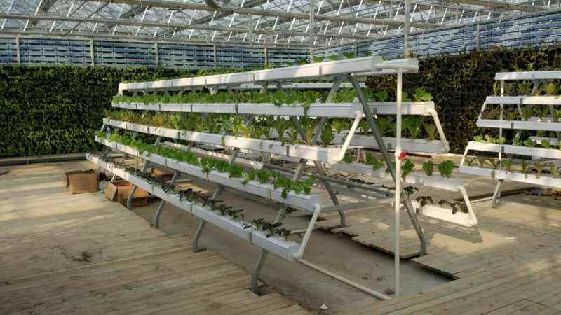 Lyine hydroponics system A type tower nft hydroponic system for greenhouse agriculture