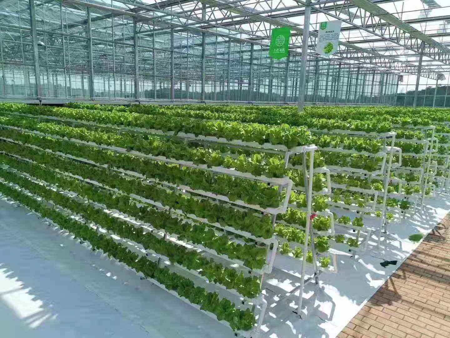 Lyine hydroponics system A type tower nft hydroponic system for greenhouse agriculture