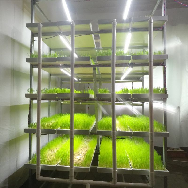 Lyine Fodder microgreen system Seed sprout grow Rack Seedling hydroponic system with trays with LED