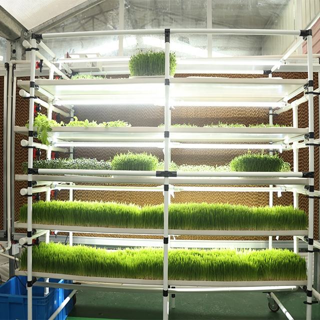 Vertical fodder sprout machine hydroponics microgreen growing system rack with LED growing light