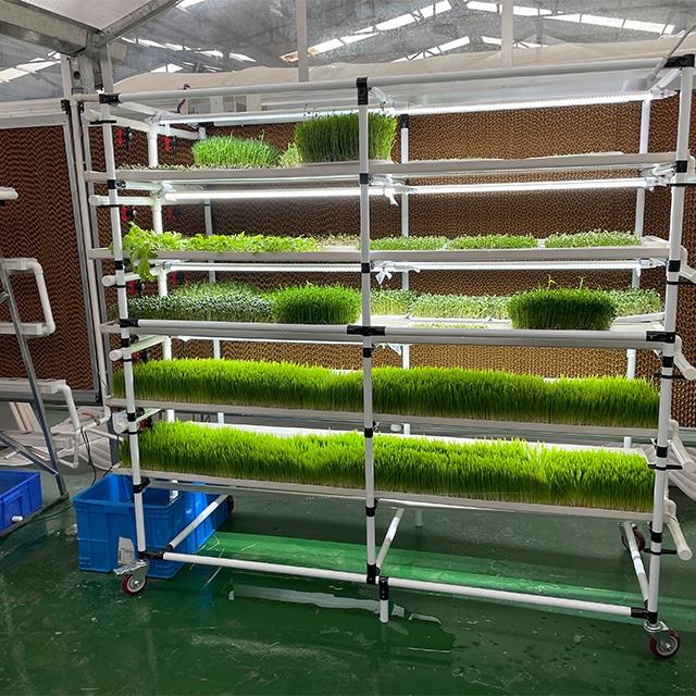 microgreens vertical hydroponic growing systems with fertigation system irrigation in greenhouse