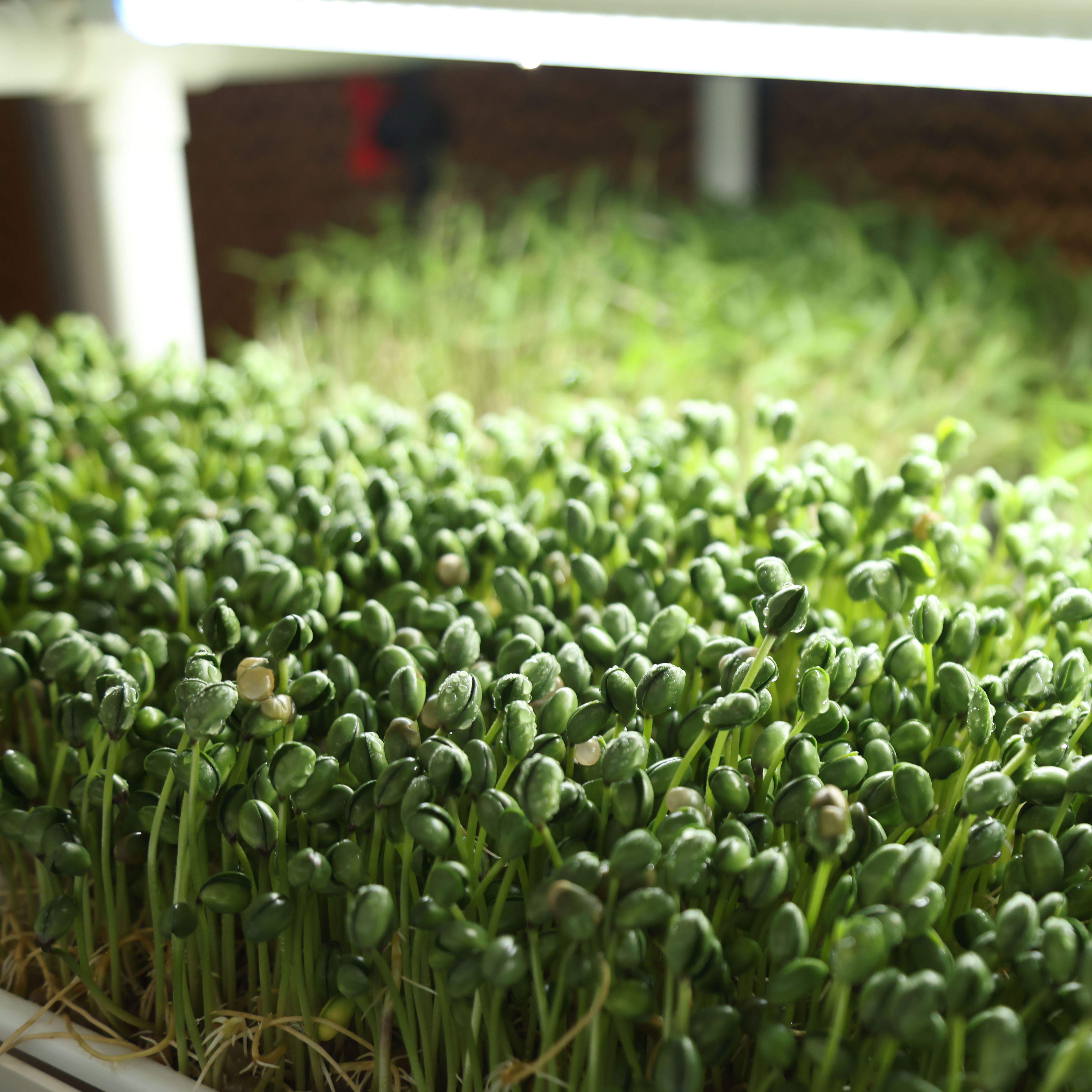 Hydroponic Microgreen Tray Growing Rack System