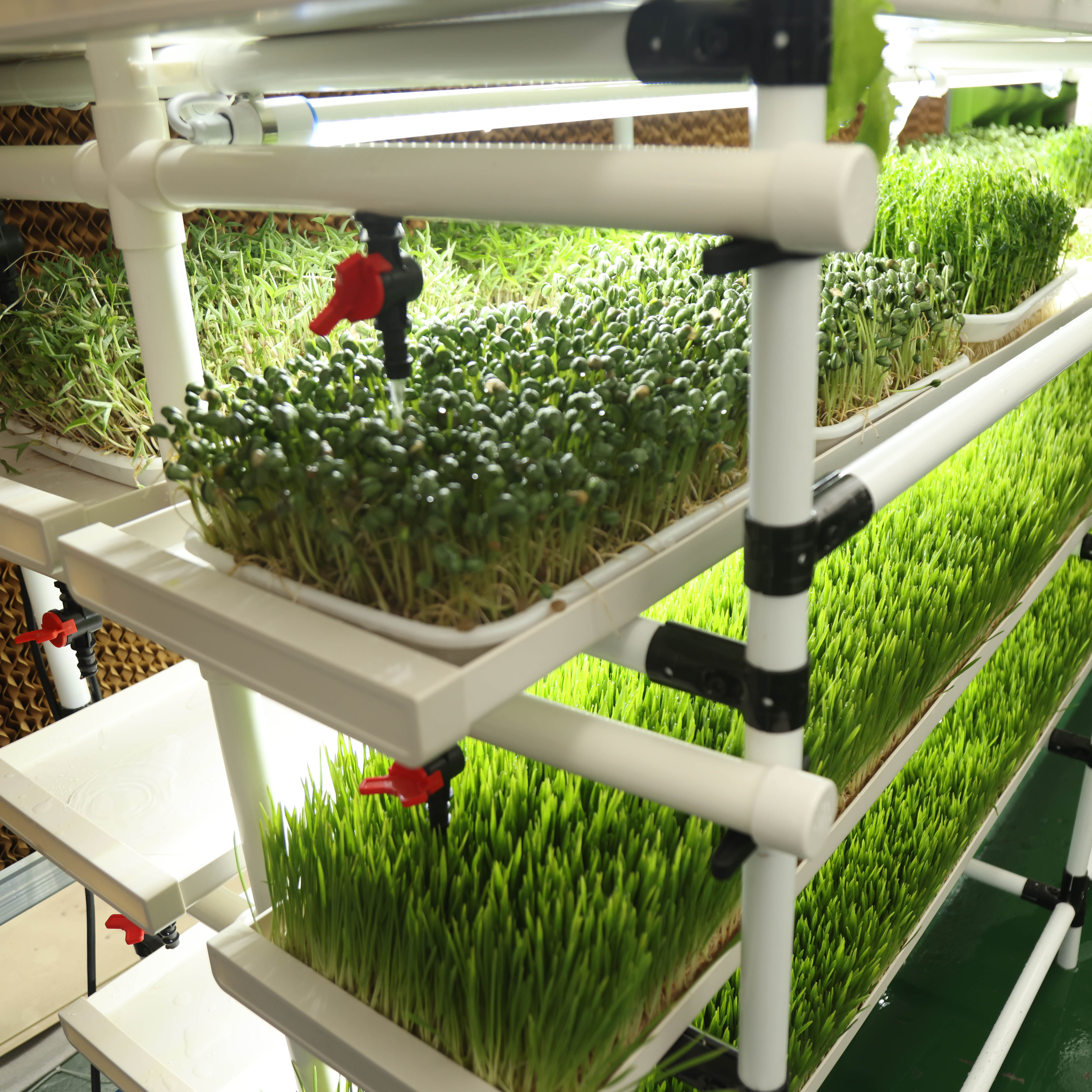 Hydroponic Microgreen Tray Growing Rack System