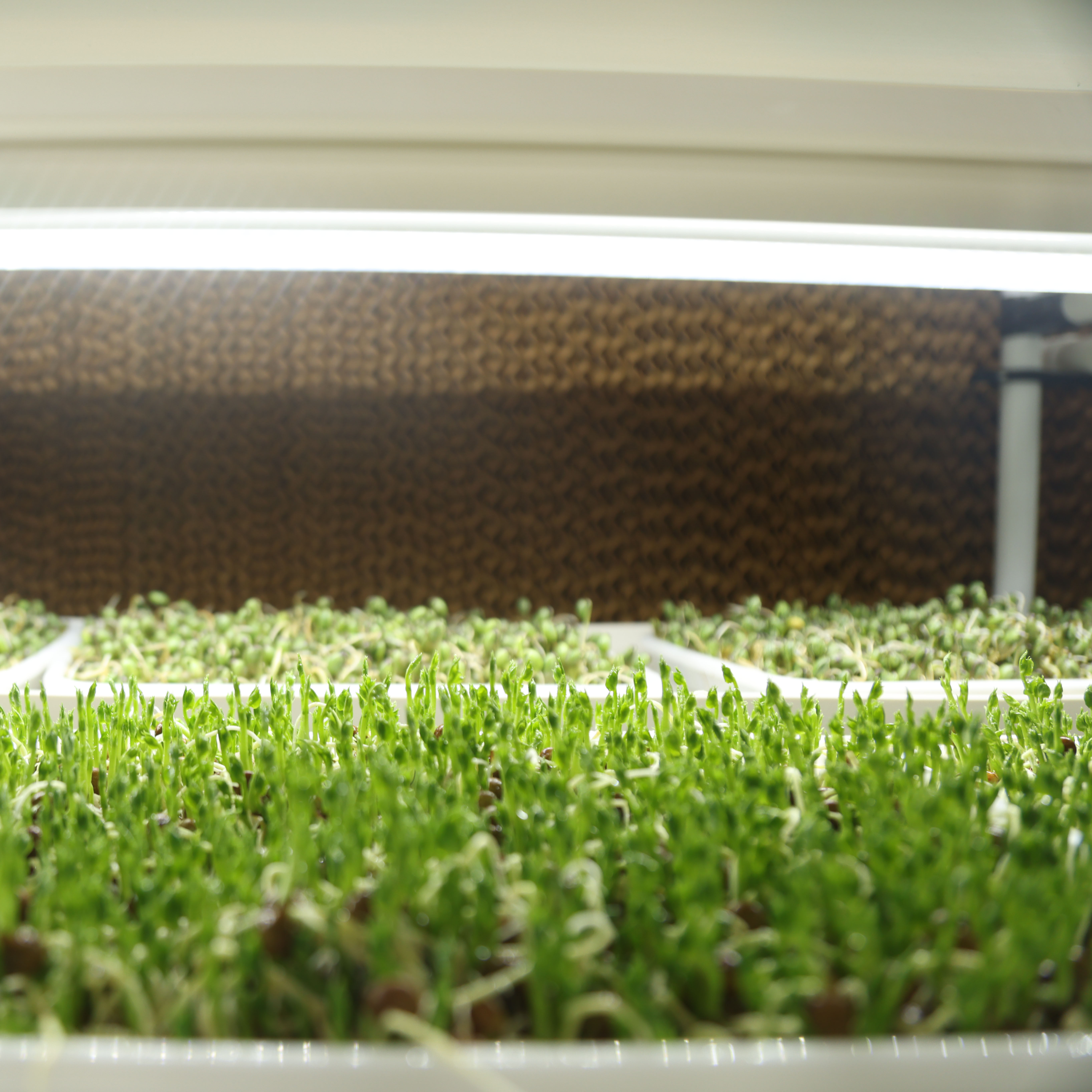 Hydroponic Microgreen Tray Growing Rack System