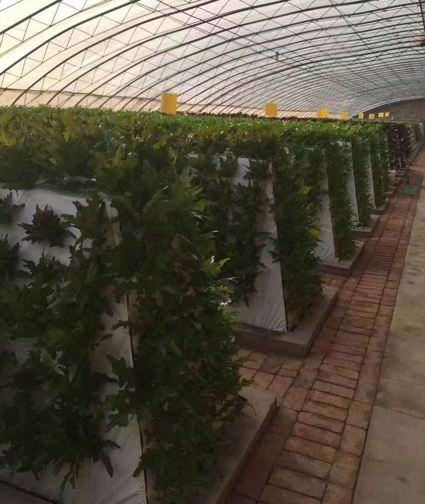 Lyine Indoor and Outdoor Vertical Aeroponics System Farming