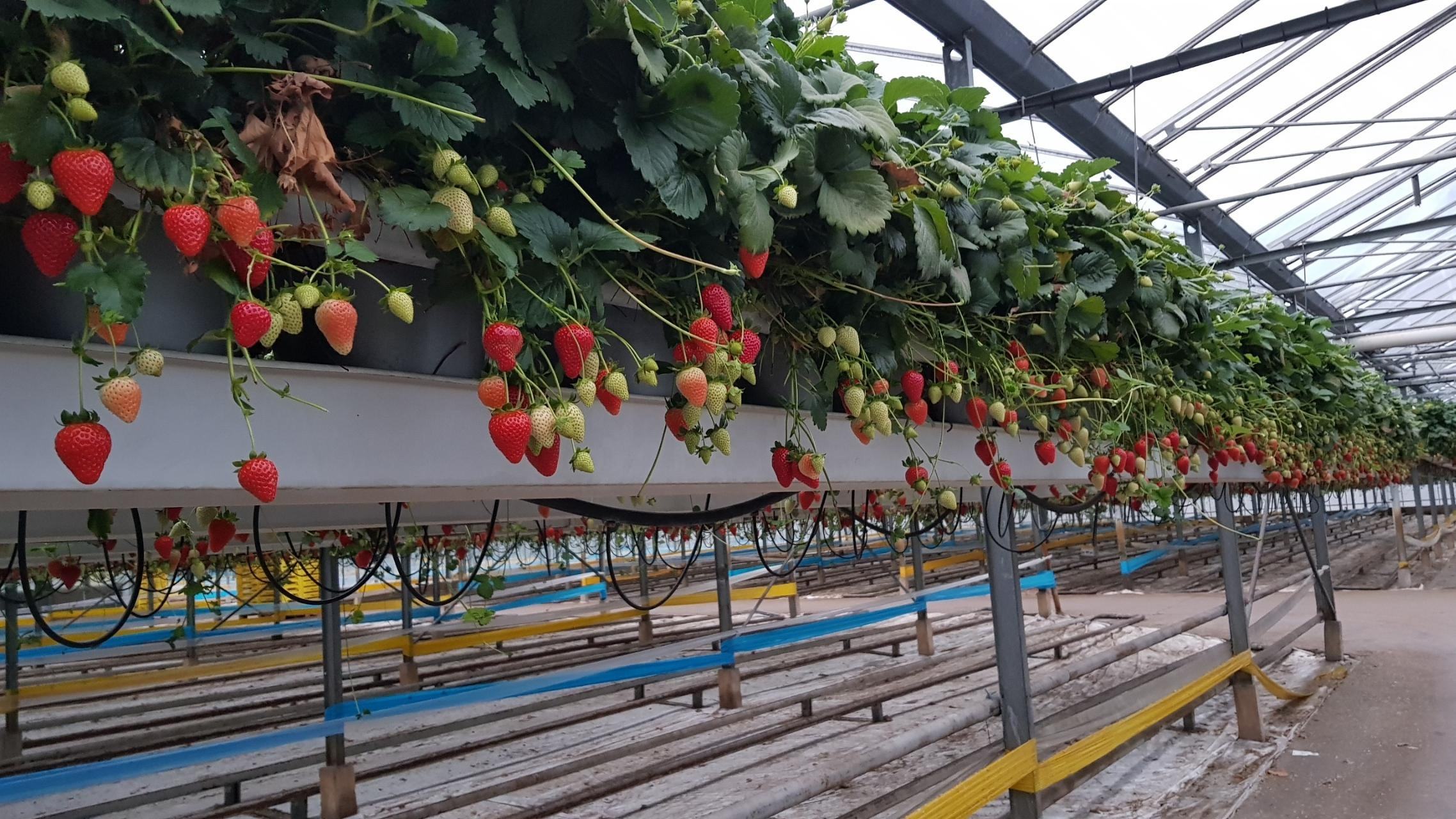 Hydroponics Strawberry Gutter Greenhouse Growing System Tomato Strawberry PVC Gutter