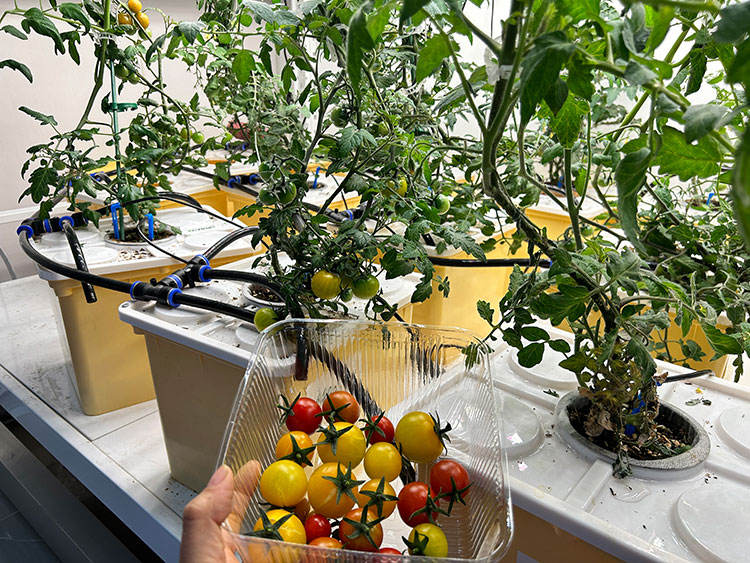 Agricultural Greenhouses Substrate Culture 1/2/4 Holes Dutch Barrel Hydroponic System Dutch Bucket With Lid