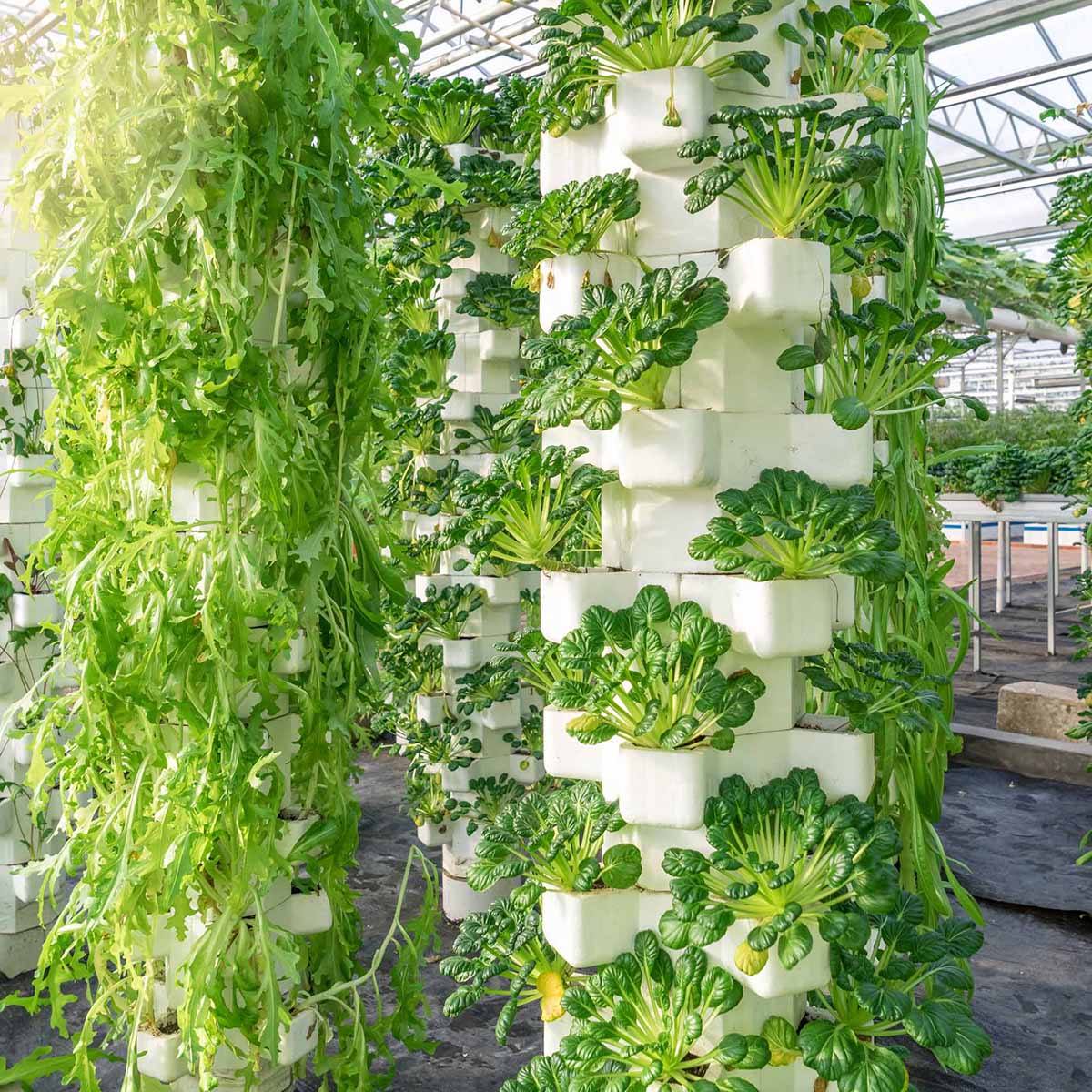 Multispan Greenhouses Tower Garden Vertical Hydroponic System for Indoor