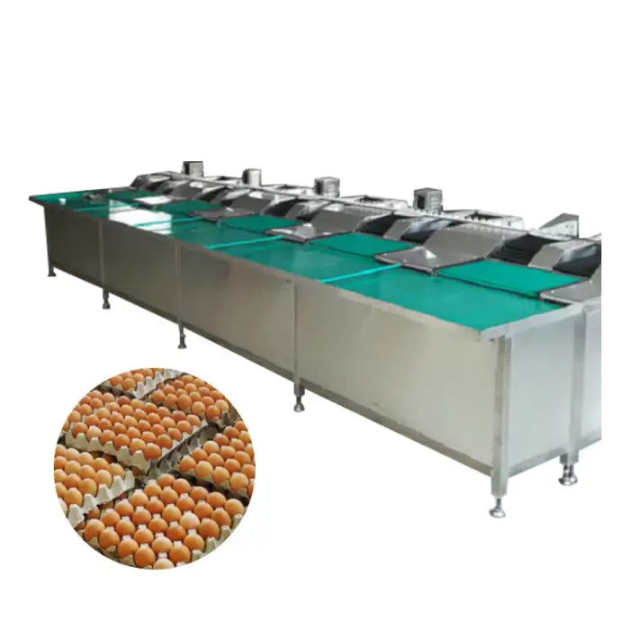 Egg Grading and Packing Machine / Egg Grading Machine Sorter / Egg Grading Machine