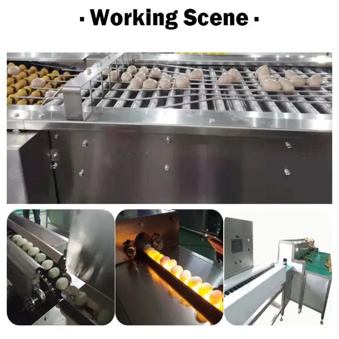 Egg Grading and Packing Machine / Egg Grading Machine Sorter / Egg Grading Machine