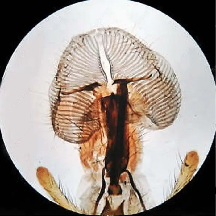 DG2018T Trinocular Biological Microscope 4x 10x 40x 100x