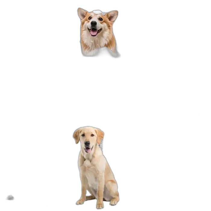 38" 201 Stainless Steel Dog/Grooming Bathing Machine with Left Door Eco-Friendly Features for Bathroom Cats & Small Animals