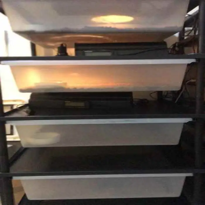 Racks for Snake Reptile Enclosure Snake TankTub Snake Breeding Rack