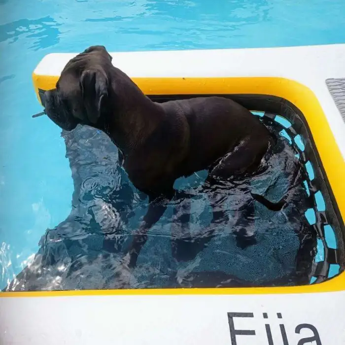 Summer Inflatable Water Dog Ramp for Swimming Pool Dog Ramp Plank