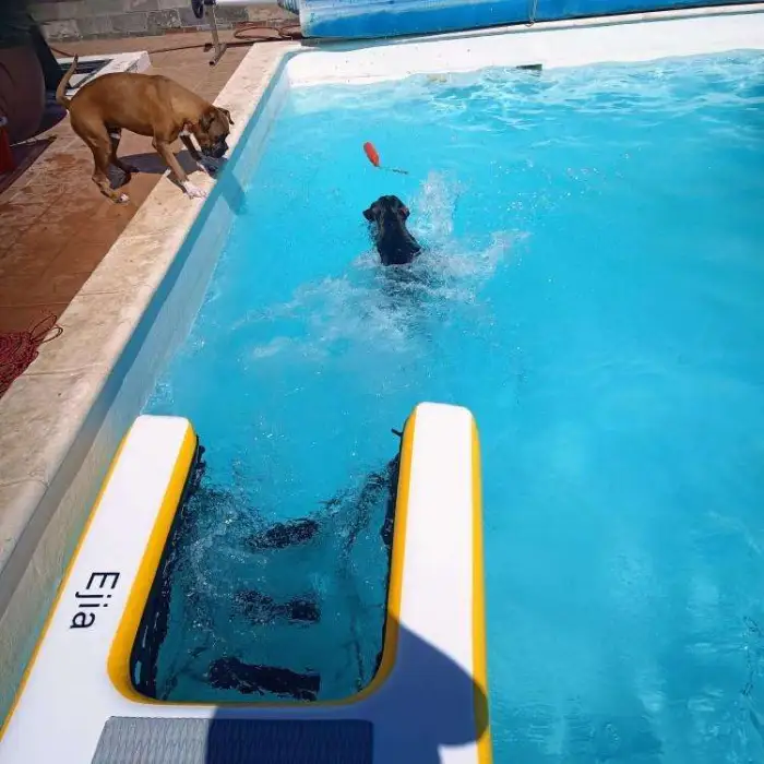 Summer Inflatable Water Dog Ramp for Swimming Pool Dog Ramp Plank