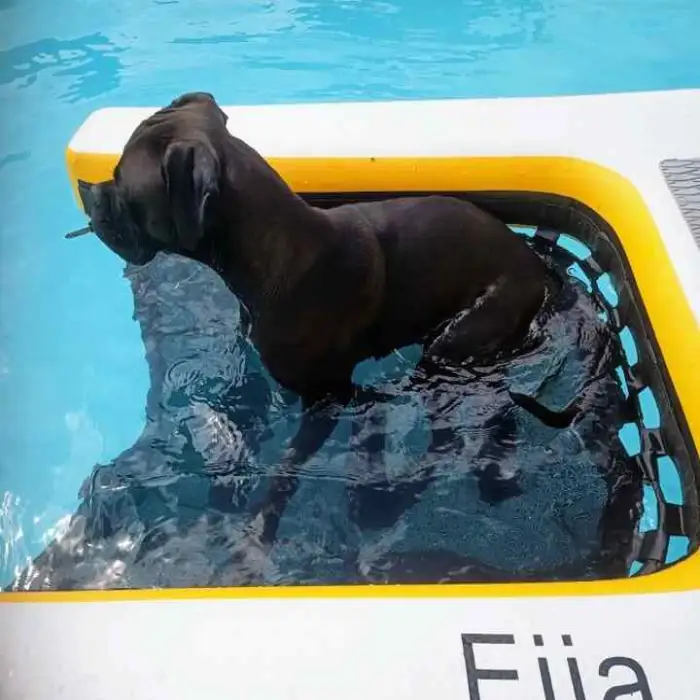 Summer Inflatable Water Dog Ramp for Swimming Pool Dog Ramp Plank