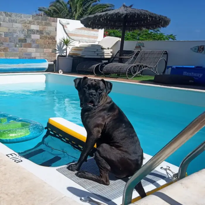 Summer Inflatable Water Dog Ramp for Swimming Pool Dog Ramp Plank