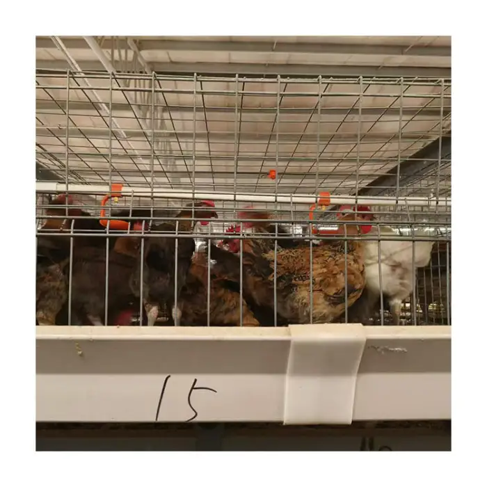 The Tbb Plant Sells H-Type Fully Automated Poultry Farm Broiler Cage Equipment for Breeding Broiler Cage Broilers