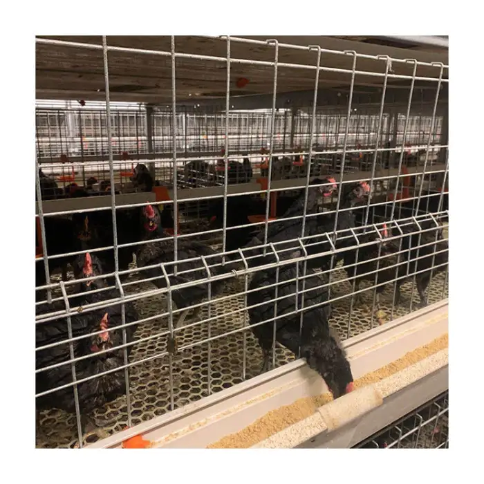 The Tbb Plant Sells H-Type Fully Automated Poultry Farm Broiler Cage Equipment for Breeding Broiler Cage Broilers